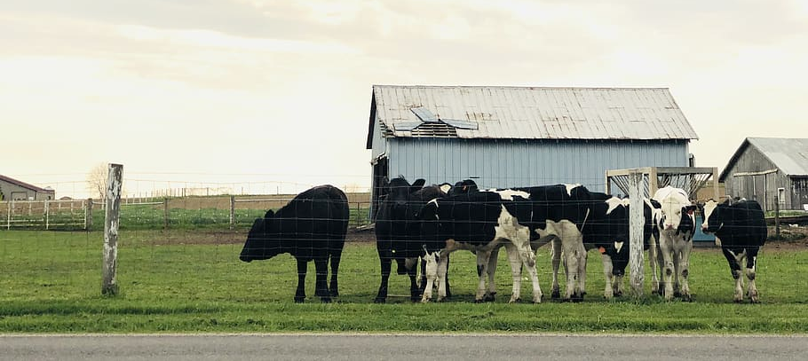 agricole